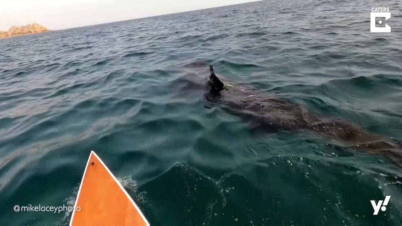 Paddleboarder begegnet großem Schwarm Riesenhaien