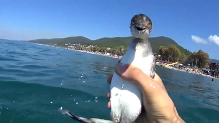 Il plonge en apnée à la poursuite d'un oiseau pêcheur et réussi à l'attraper à la main