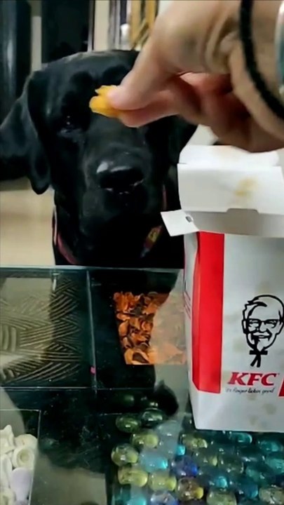 Cute and Funny Dogs Video
