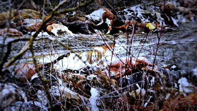 3 Misterios Aterradores donde los Animales fueron Víctimas de una Fuerza Desconocida