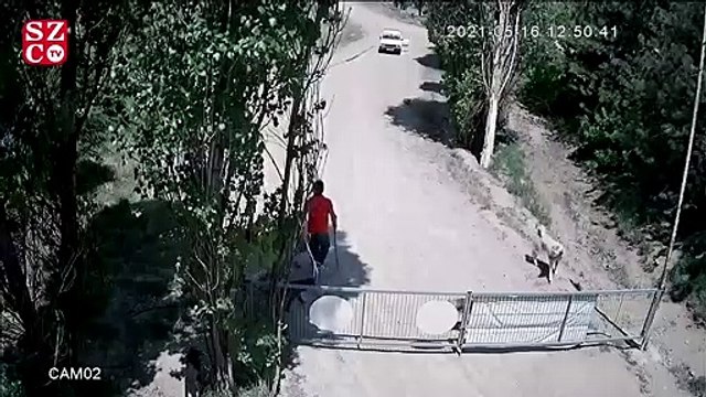 Hayvan severler ayağa kalktıı, Yavaş ve Soyer ortak çağrıda bulundu