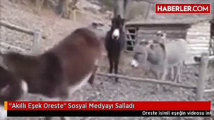 Akıllı eşek sosyal medyayı salladı!