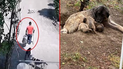 Köpeğe tecavüz iddiası! Bitkin halinden şüphelendiler