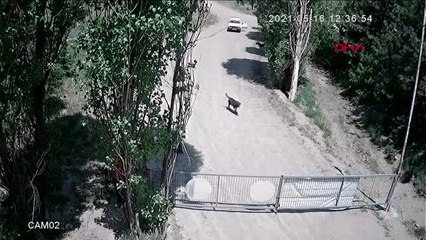 Köpeğe tecavüz iddiasına soruşturma