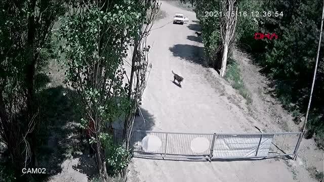 Köpeğe tecavüz iddiasına soruşturma