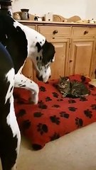 Great Dane Wants His Bed But Decides to Compromise with Cat