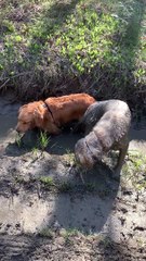 2-Year-Old Golden Retriever Loves Mud