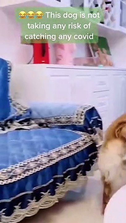 this dog is not taking any risk of catching any covid