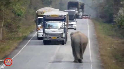 Elephant Blocks Trucks To Steal Bundles Of Sugar
