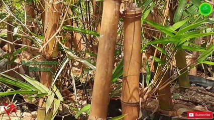 ବାଉଁଶ ଚାଷର ସମ୍ପୂର୍ଣ୍ଣ ବିବରଣୀ  Bamboo Farming Odisha//Successful Bamboo Farmer
