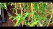 #Bamboo Plant || Varigated Bamboo Plant || How To Grow And Care Bamboo Plant.