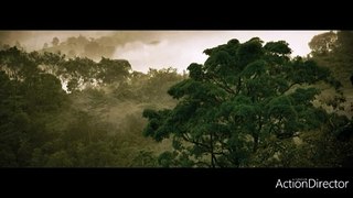 Relaxing forest sounds ( Soothing sounds for a good night sleep)