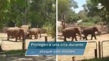 Captan a elefantes formar un “escudo” para proteger a cría de ataque aéreo en Israel