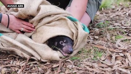 Nacen demonios de Tasmania en Australia continental 3.000 años tras su desaparición