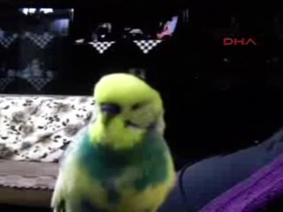 'Başkan Recep Tayyip Erdoğan' diyen kuş