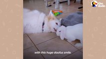 Dog Can't Stop Smiling When He Gets A Bunny Sister _ The Dodo Odd Couples # ANIMALS WITH HUMANITY