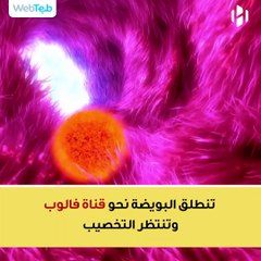 مراحل تطور الجنين من الأسبوع الخامس حتى الأسبوع ال 40