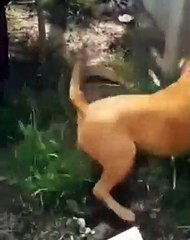 Pitbull ve yılan karşı karşıya geldi! İşte sonuç...