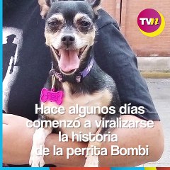 Perrita vende 'mole' para pagar tratamiento de corazón