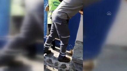MUĞLA - Bodrum'da mahsur kaldığı sarnıçtan kurtarılan kedi yavrusunu belediye personeli sahiplendi