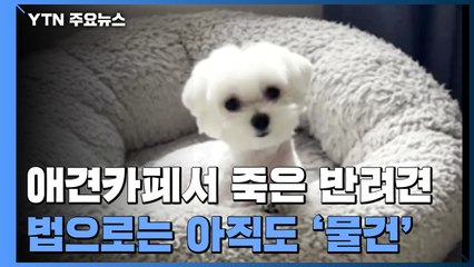 애견카페서 죽은 반려견..법으로는 '물건' / YTN