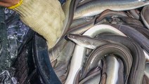 Why Japanese eel can cost over $90