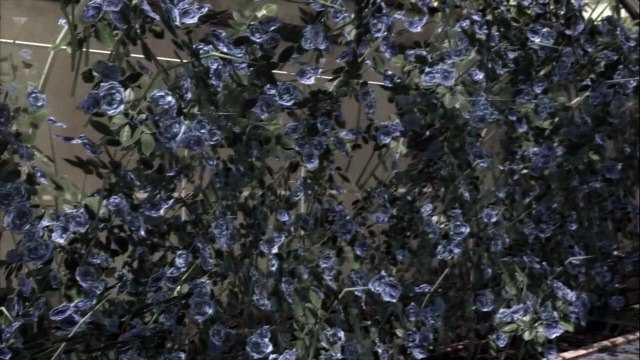 Metal Gear Solid 4: Guns Of The Patriots Ep. 12 Chapter 2D - Solid Sun Part 3