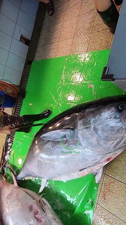 Bedah Tuna Jepang