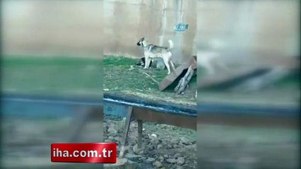 Köpek ve kedinin kıskandıran dostluğu
