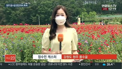 백만송이 꽃양귀비 활짝…빨간 우산쓰고 한방향 관람