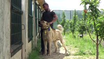Sivas’ın ünlü Kangal köpeğini Karaman’da yetiştiriyor