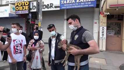 Ormanda ot toplamaya gitti, yavru karaca buldu