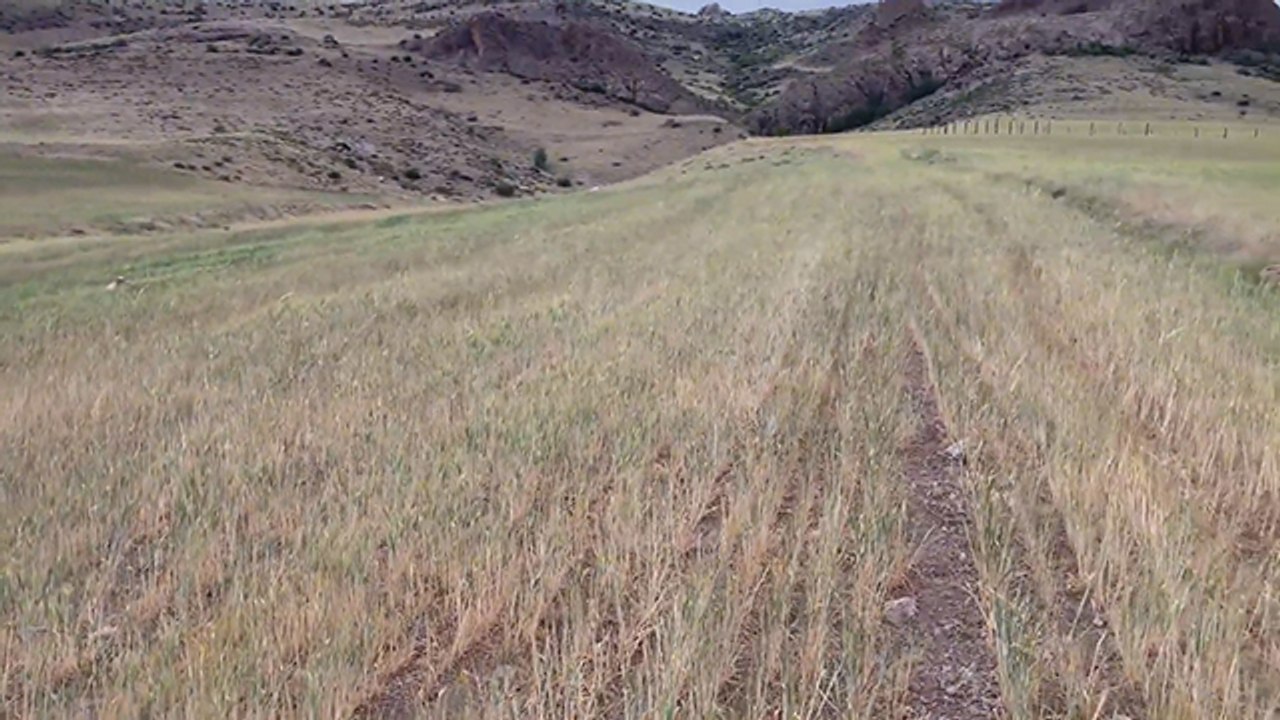 Buğday tarlalarında göz yaşartan manzara…