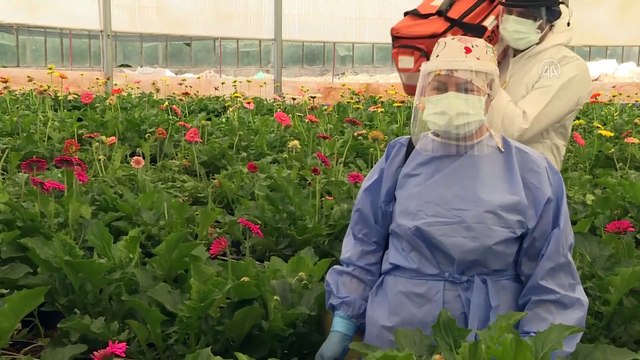 ANTALYA - Sağlık çalışanlarının sera ve tarlalarda zorlu 'aşı' mesaisi