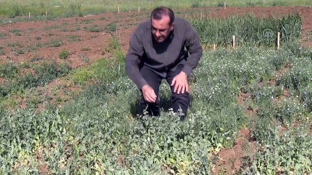 MUŞ - Bilimsel denemeleri yapılan yüksek verimli yem bitki türleri çiftçilere önerilecek
