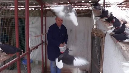 AFYONKARAHİSAR - Tarih öğretmeni "kara sevdam" dediği güvercinlerine gözü gibi bakıyor