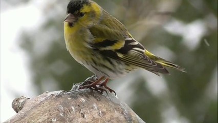 birds ,cute bird making her home