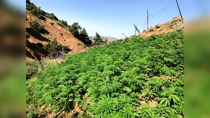 BİNGÖL - 110 bin kök Hint keneviri ve 19 kilogram esrar ele geçirildi