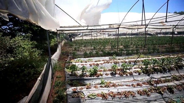 ANTALYA - Yerleşim yeri ve seralara yakın sazlık alanda çıkan yangın kontrol altına alınmaya çalışılıyor (2)