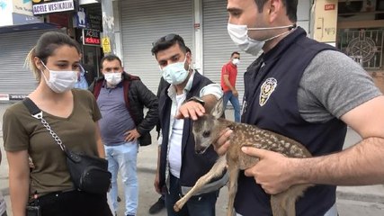 ARNAVUTKÖY'DE ORMANLIK ALANDA OT TOPLAMAYA GİTTİ, YAVRU KARACA BULDU