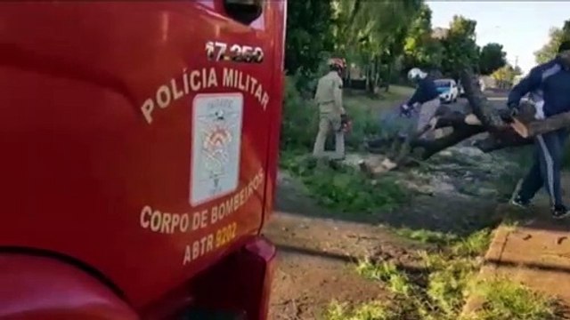 Árvore cai e interdita trecho da Rua São Roque, no Bairro Morumbi; Bombeiros foram mobilizados