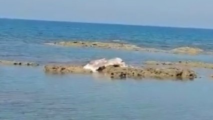 Sahile ölü anguslar vurdu