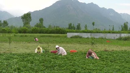 Keşmir'de çilek hasadı yapan çiftçiler, koronavirüs kısıtlamalarından endişeli