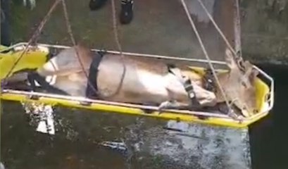 Bedizzole (BS) - Salvato cervo finito in un canale (23.05.21)