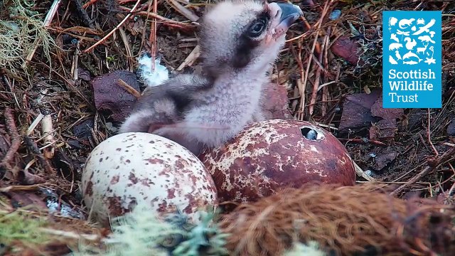 Our second chick hatches - Loch of the Lowes ospreycam (2021)