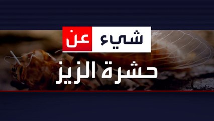 ماذا تعرف عن حشرة الزيز؟