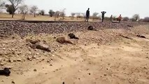 Video: रेल की चपेट में आने से 47 बकरियों की हुई मौत, तीन घायल