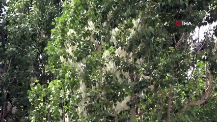 Polen üreten kavak ağaçlarının yerine ıhlamur fidanları dikilecek