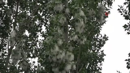 Polen üreten kavak ağaçlarının yerine ıhlamur fidanları dikilecek
