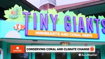 New exhibit working to save coral reefs